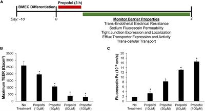 The Effects of Propofol on a Human in vitro Blood-Brain Barrier Model